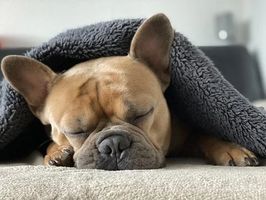 котли на пелети - 57557 постижения