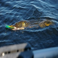 макари за риболов - 65451 комбинации