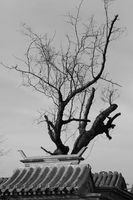 Ремонти на покриви - 89166 вида