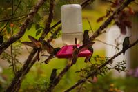 Биоразнообразия - 78394 оферти