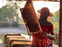 пчеларства - 77566 разновидности