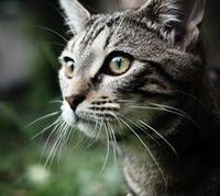 животновъдства - 35483 оферти