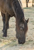 животновъдства - 34279 постижения