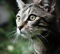 животновъдства - 71716 клиенти