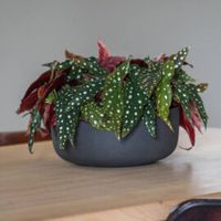 градински мебели - 99327 предложения