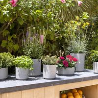 керамични саксии - 98130 разновидности