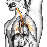 периферна нервна система - 52379 цени