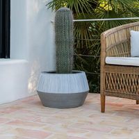 саксии - 79574 разновидности