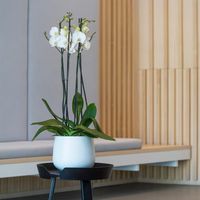 шезлонги - 15587 възможности