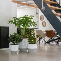 шезлонги - 62888 селекции