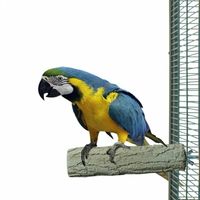 Раница за папагал - 35207 разновидности