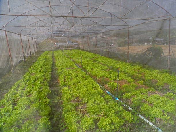 найлон за оранжерии - 42876 постижения