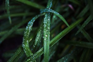 изскачащ разпръсквач - 62322 вида