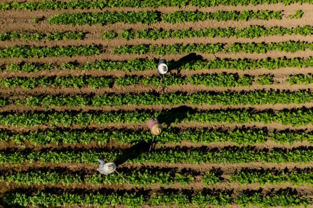 агро новини - 12217 селекции