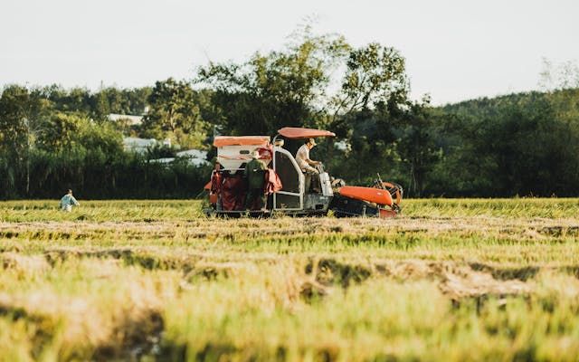 фермер - 62162 селекции фермер - 38982 селекции